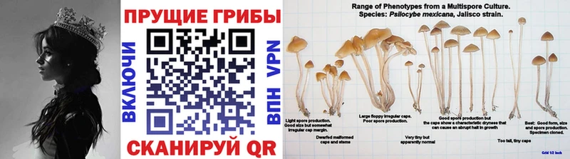 Галлюциногенные грибы Psilocybine cubensis  Мезень 